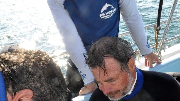 Sea World staff rescue a critically endangered Grey Nurse Shark