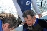 Sea World staff rescue a critically endangered Grey Nurse Shark