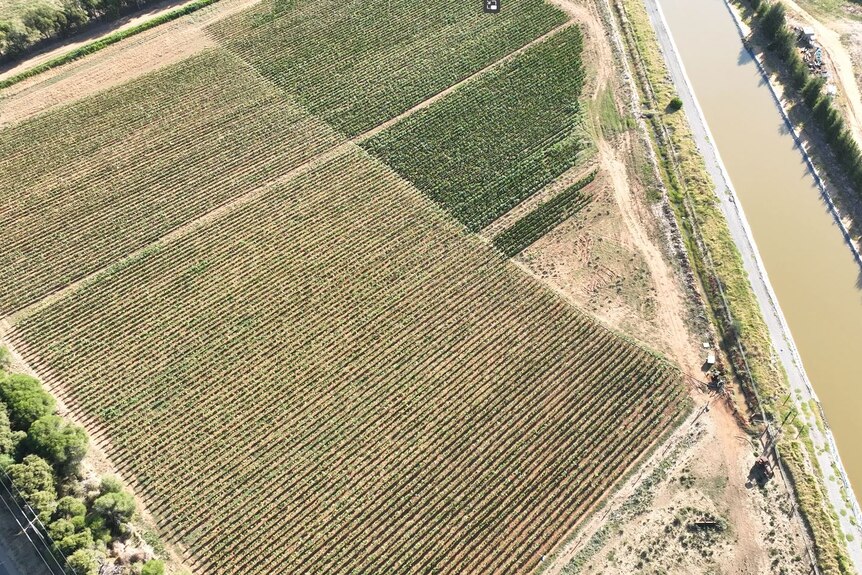 a drone shot of crops with an irrigation channel running through