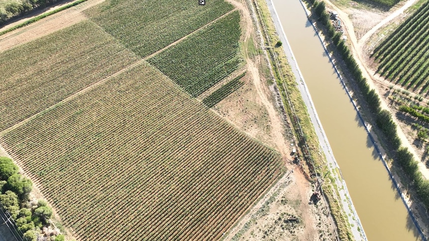a drone shot of crops with an irrigation channel running through
