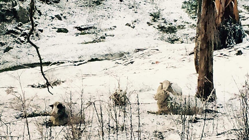 Sheep not bothered by the snow