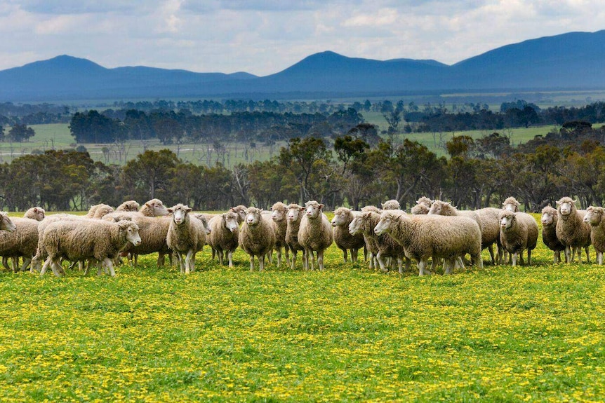 Mount Barker