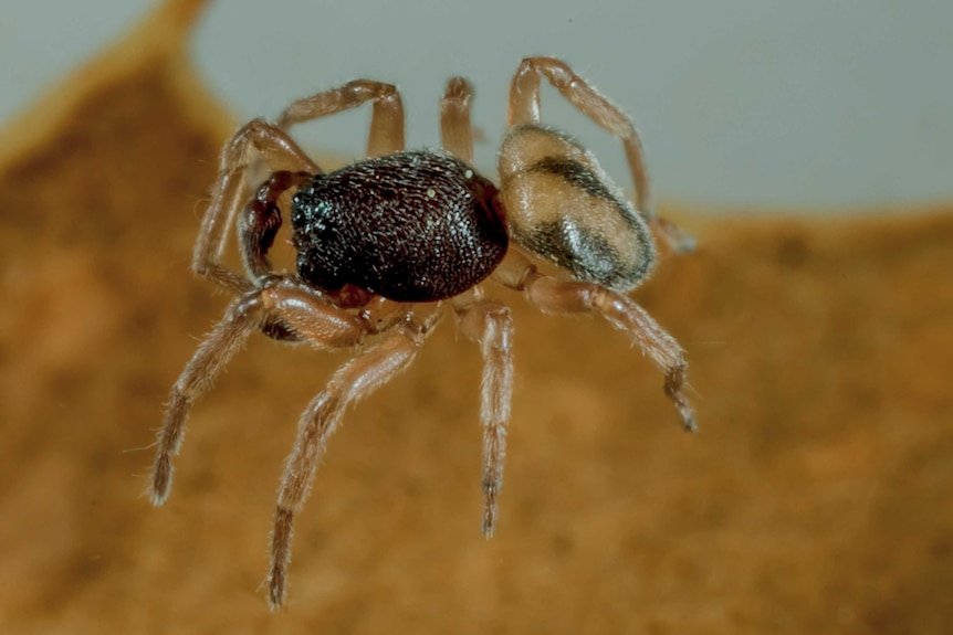 a spider with dark body and light coloured legs