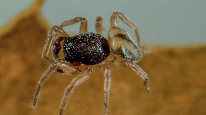 a spider with dark body and light coloured legs