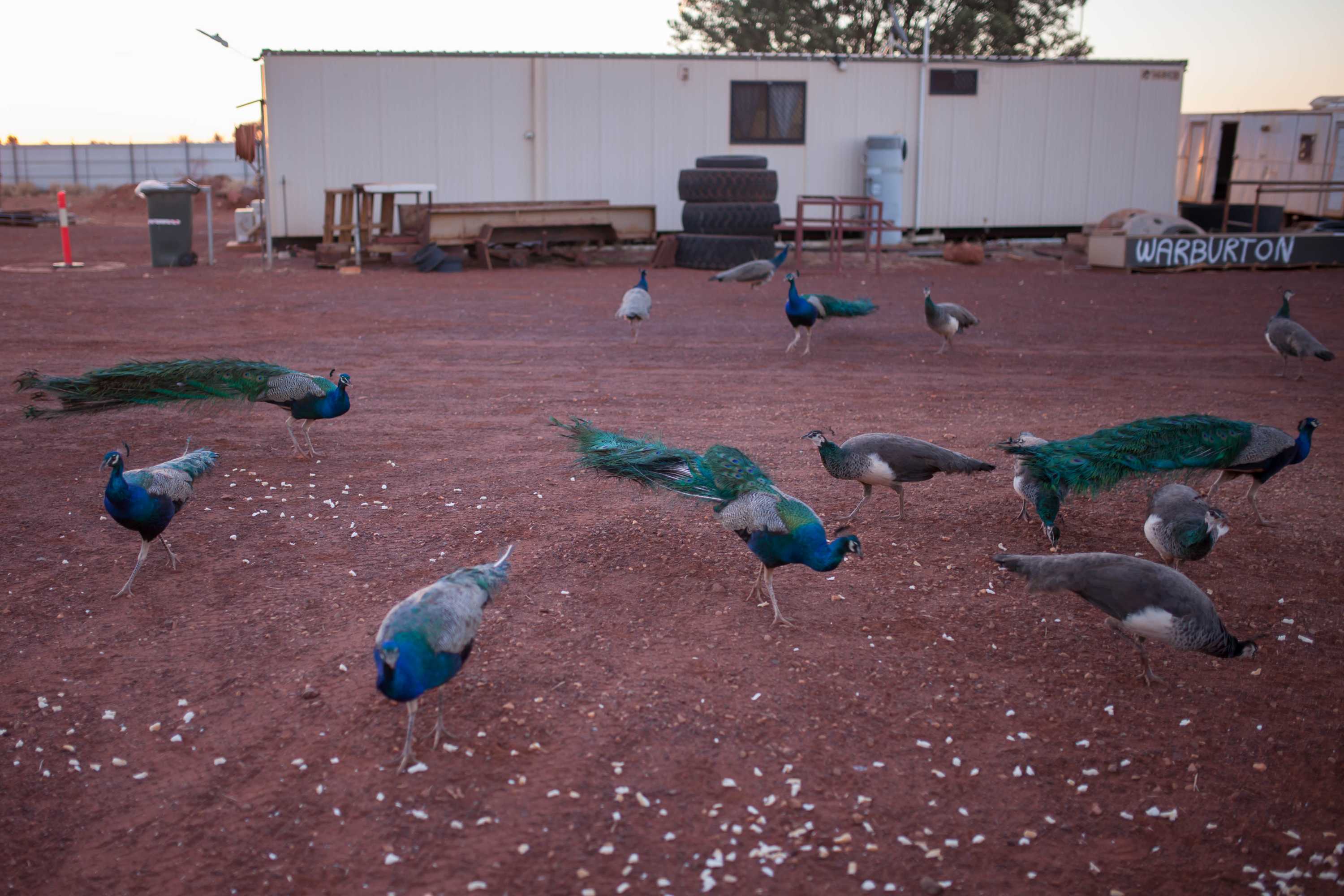 Warburton Peacock dusk