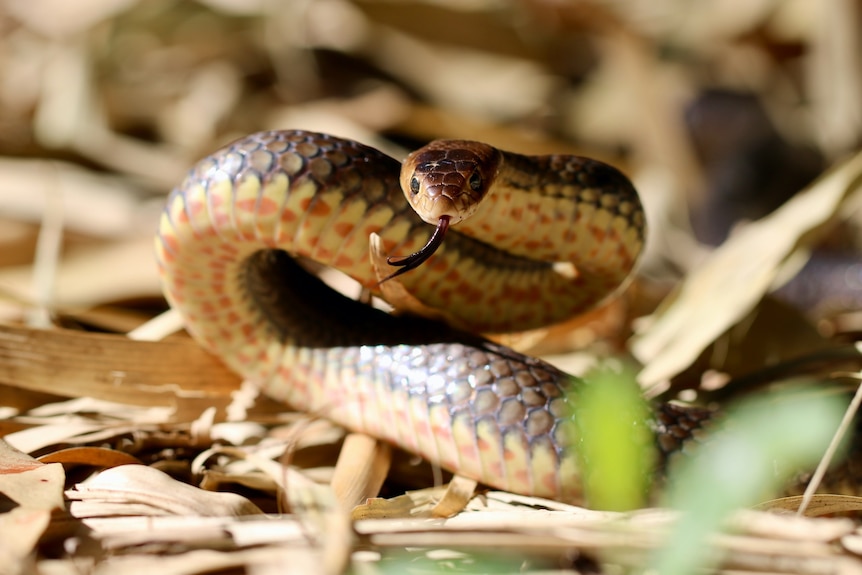 Brown snake rearing up with its tongue extended.