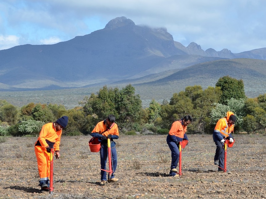 four Aboriginal men wearing highly visible work wear planting in the bush