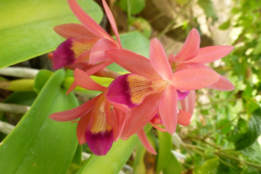 Flowers in the garden at Dumfries