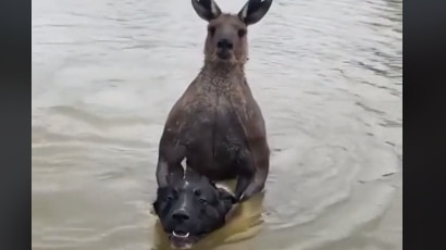 A kangaroo holding down a dog