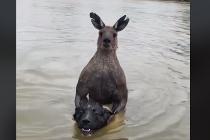 A kangaroo holding down a dog