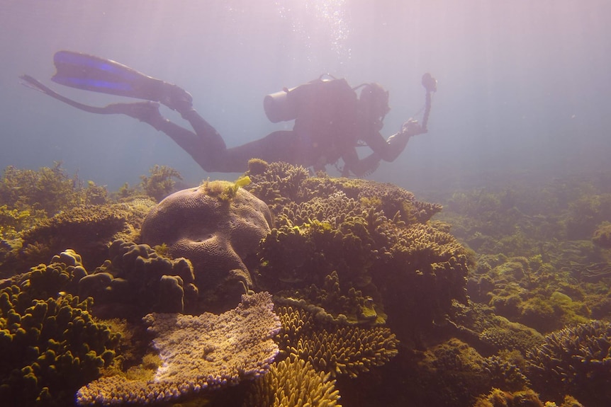 A photo of murky water and a diver and some coral in the foreground.