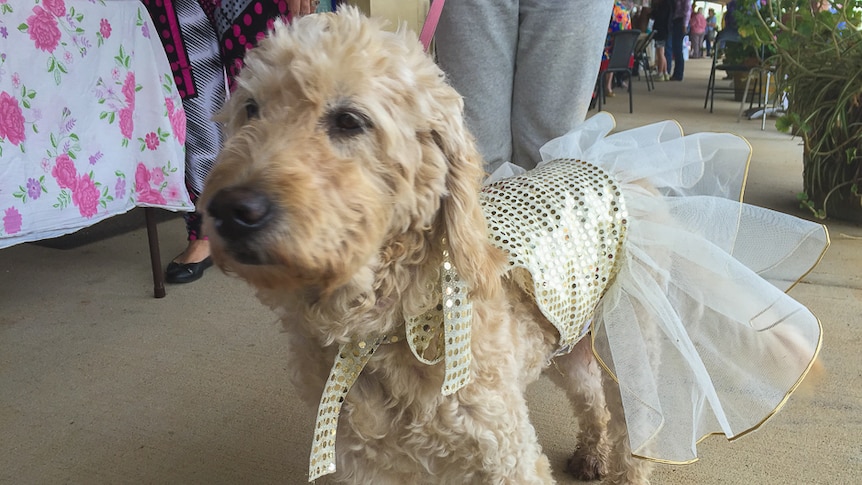 A dog in a costume of sequins and tulle