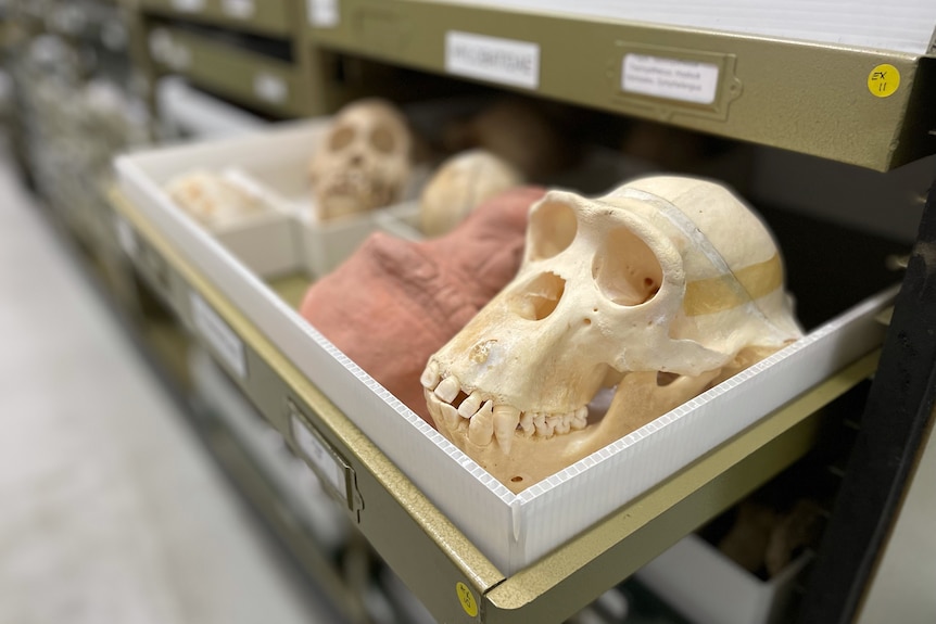 Skulls are lined up in a drawer at a museum