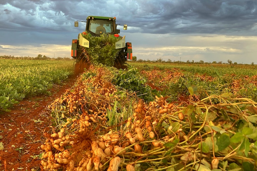 A peanut digger is pulling out peanuts in a paddock in the NT.