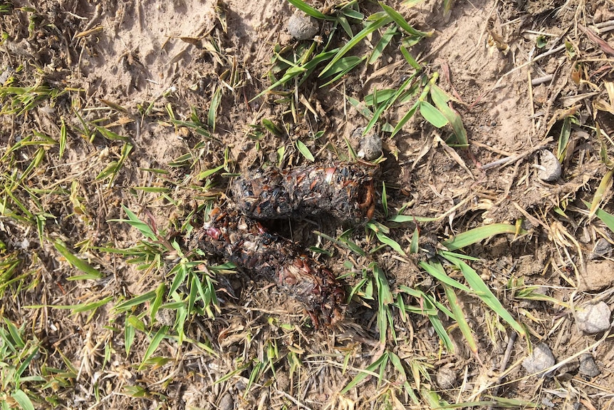 Fox scat showing a varied diet including seeds and insects.