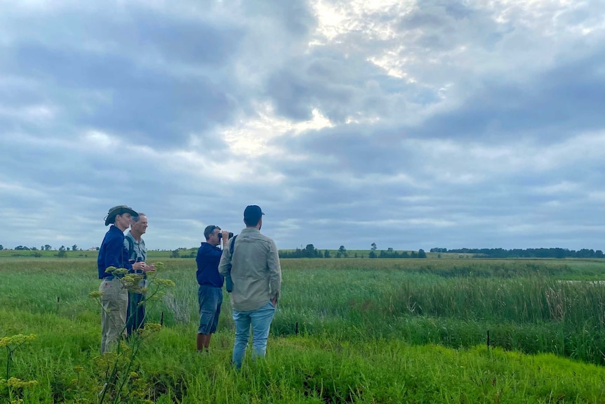 Three men and woman look towards a wetlands, one man holding binoculars.