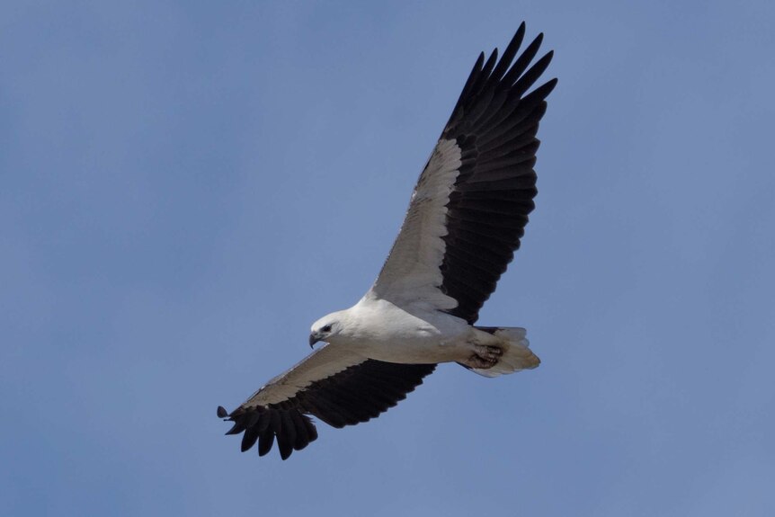 Picture of a large white bird with black wings soaring through blue sky