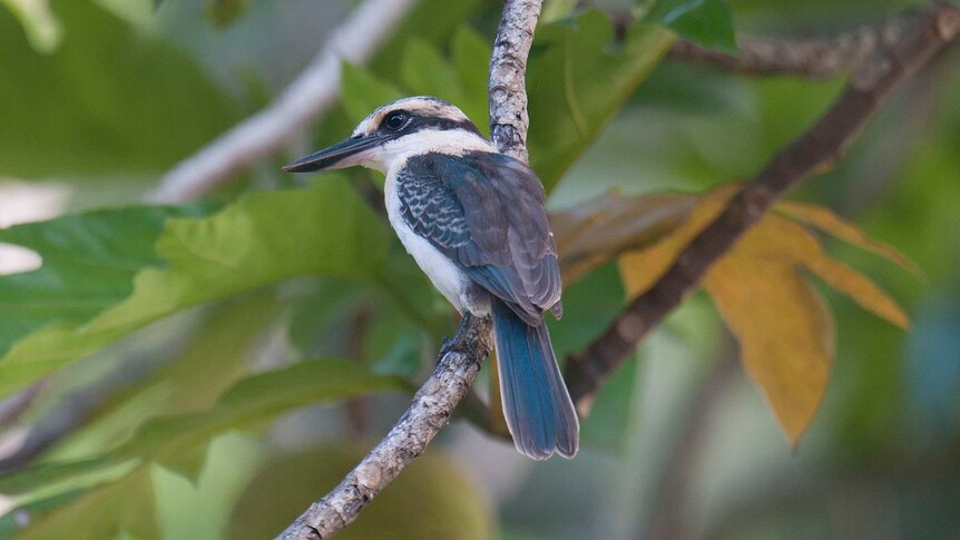 Chattering kingfisher on the island of Atiu in the Cook Islands.