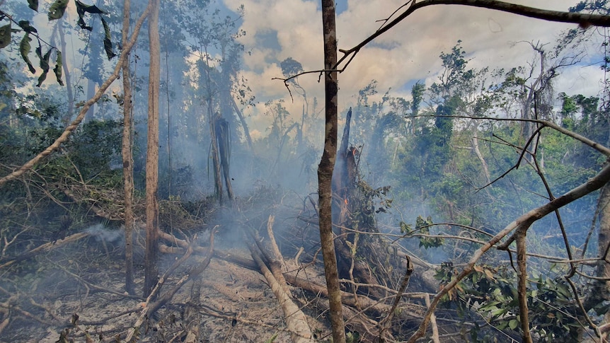 Smoke and damaged trees in Iron Range rainforest.
