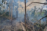 Smoke and damaged trees in Iron Range rainforest.