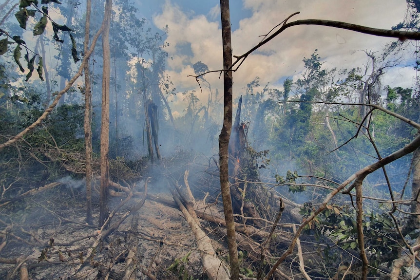 Smoke and damaged trees in Iron Range rainforest.