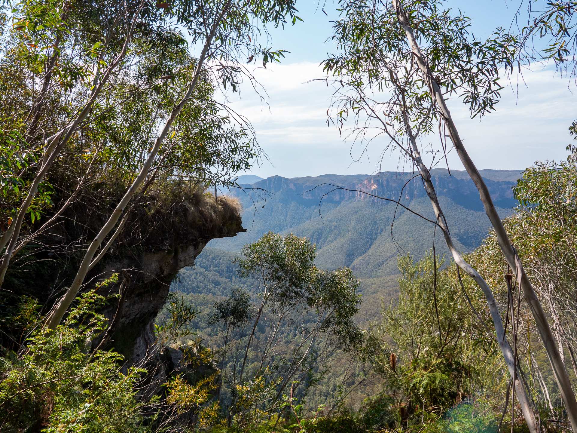 Sapling trees in foreground and bush valley in background.