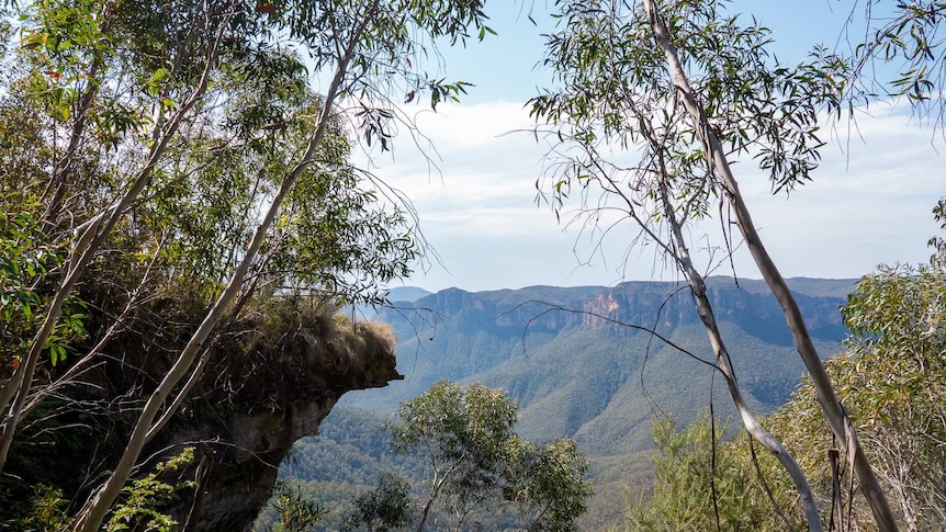 Sapling trees in foreground and bush valley in background.