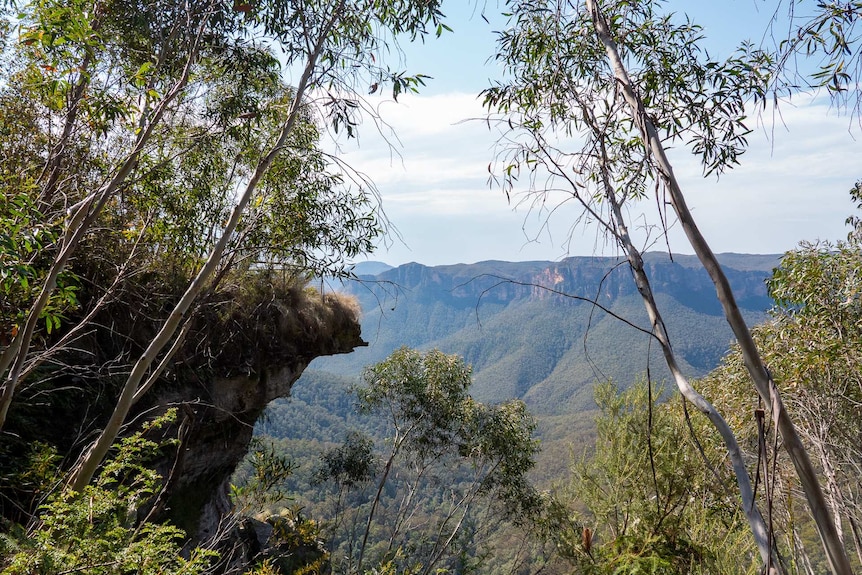 Sapling trees in foreground and bush valley in background.