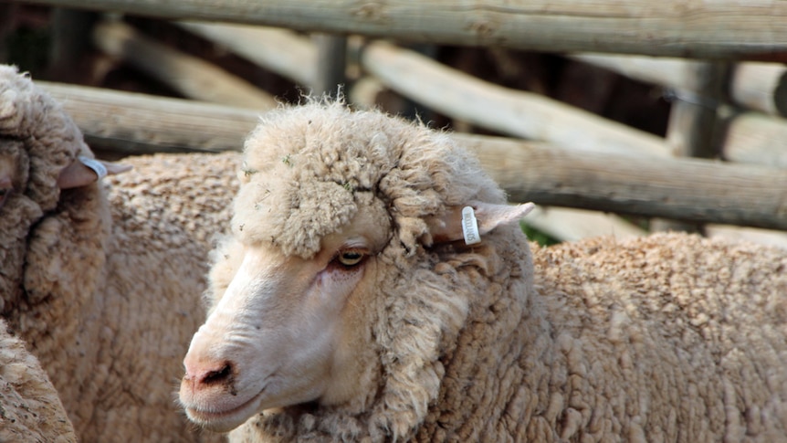 Breeding merino sheep for their meat