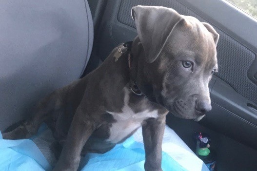 A puppy sitting in the seat of a car