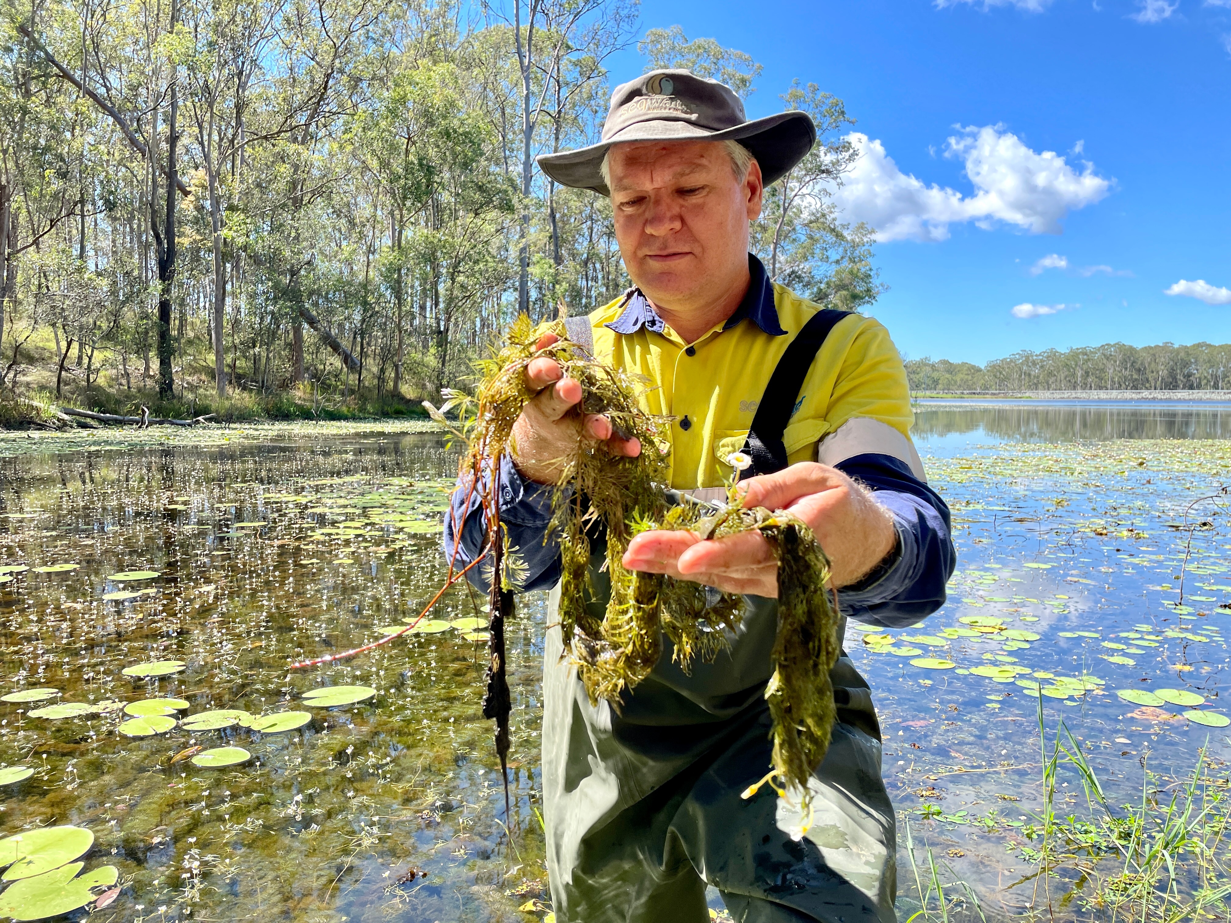 A man wearing waders and a fluorescent work shirt holds up water weed.