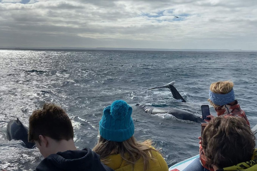 The top of three whales in the water with passengers on a boat watching them.