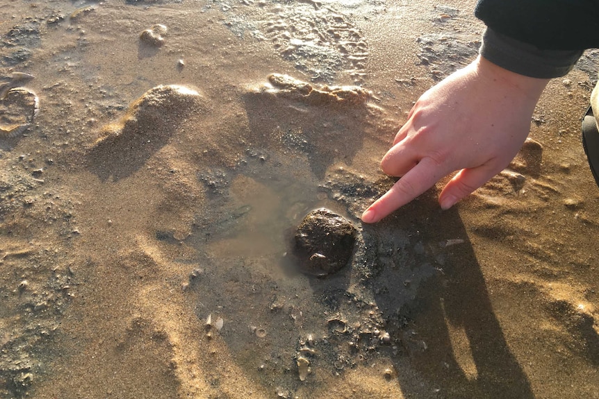 Fossil whale bone in rock