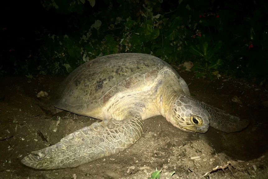 A green sea turtle laying eggs at night.