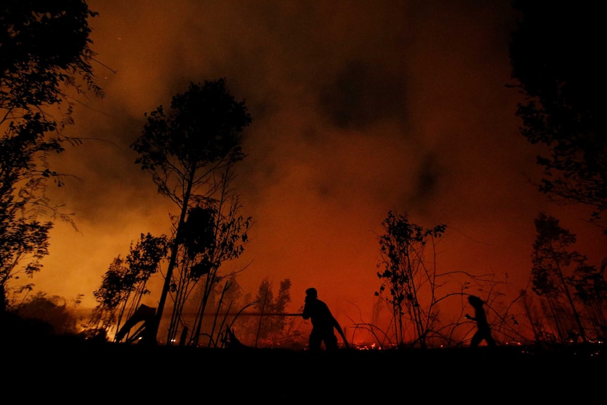 Firefighters try to extinguish forest fires at Sebangau National Park area in Palangka Raya.