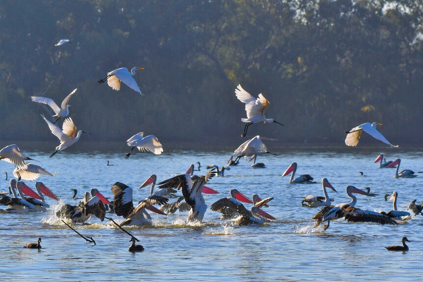 Australian Pelicans, Royal Spoonbills and Great Egrets.