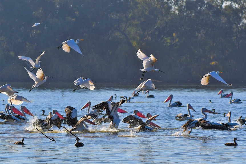 Australian Pelicans, Royal Spoonbills and Great Egrets.