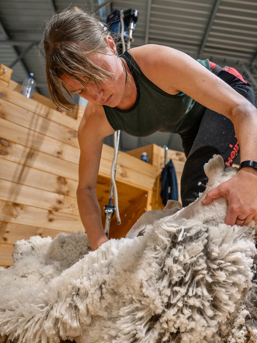 Woman shearing