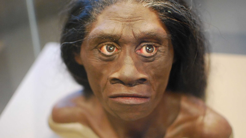 A reconstruction of Homo floresiensis.
