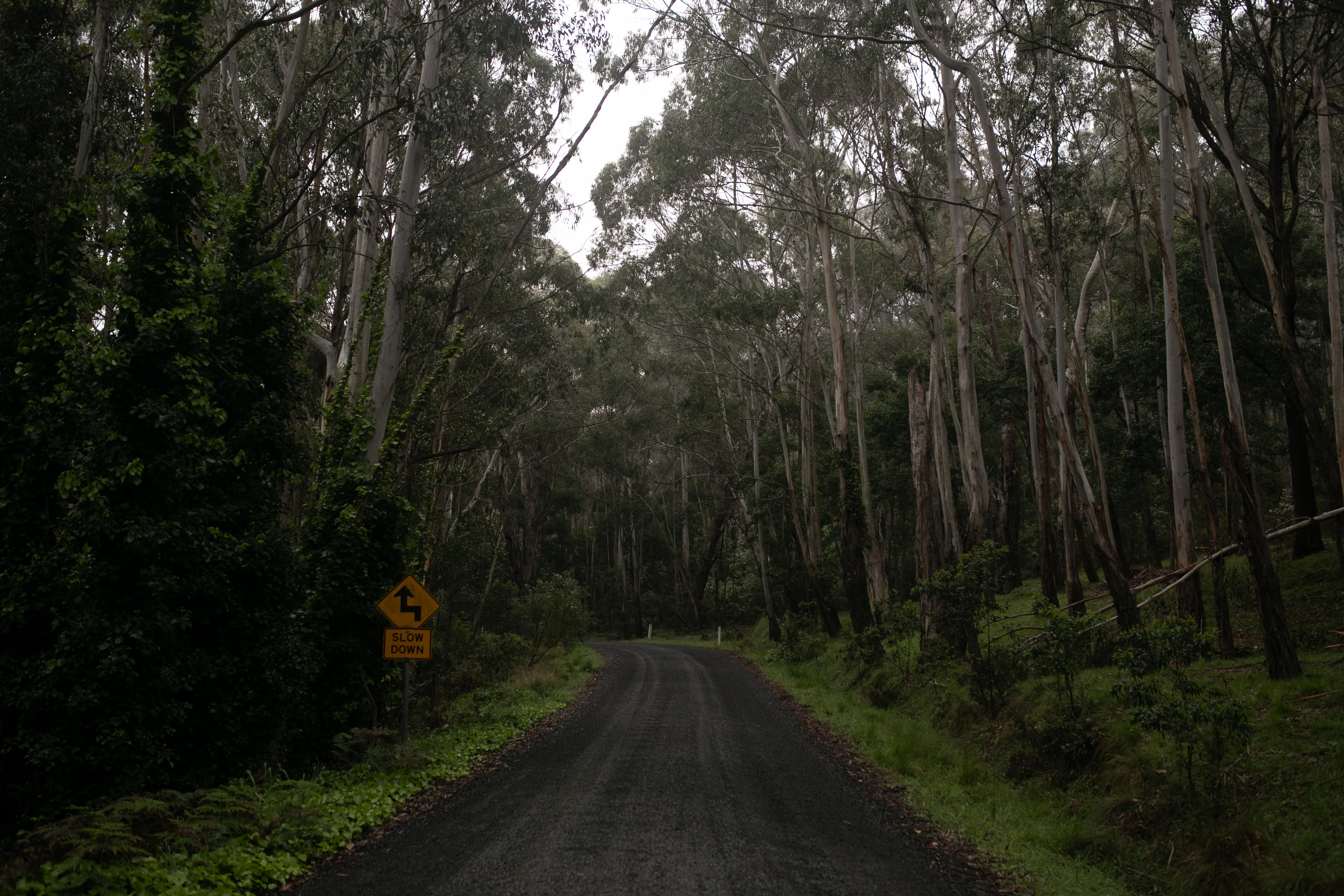 A bitumen road extends in front, surrounded by tall trees, a slow down sign at the roadside