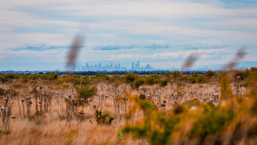 Grassland with Melbourne's city skyline in the distance.