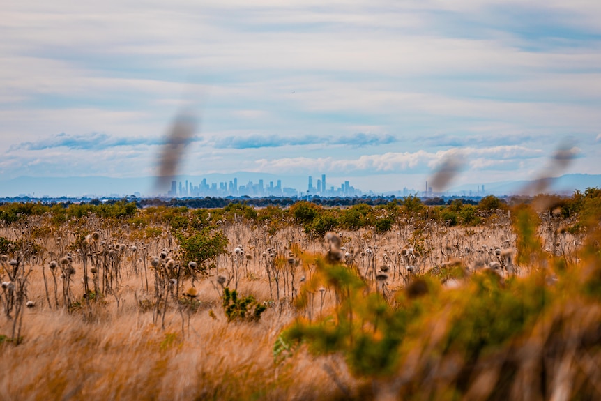 Grassland with Melbourne's city skyline in the distance.