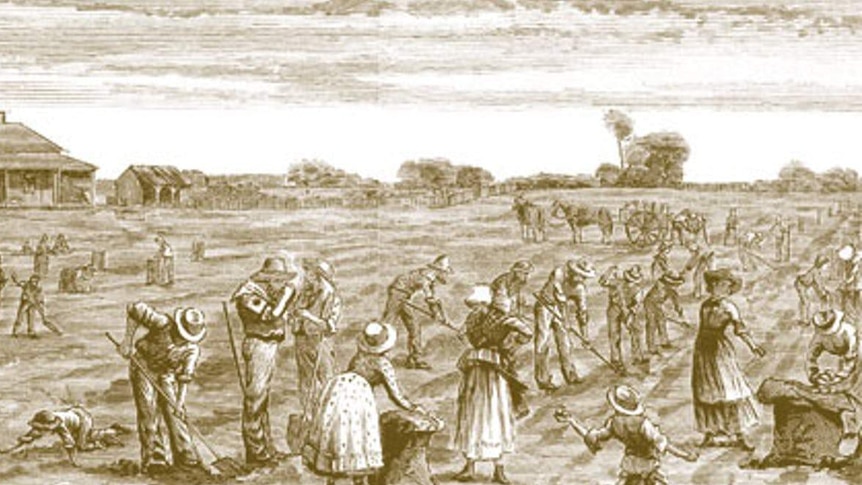 Old sketch of farmers digging up potatoes