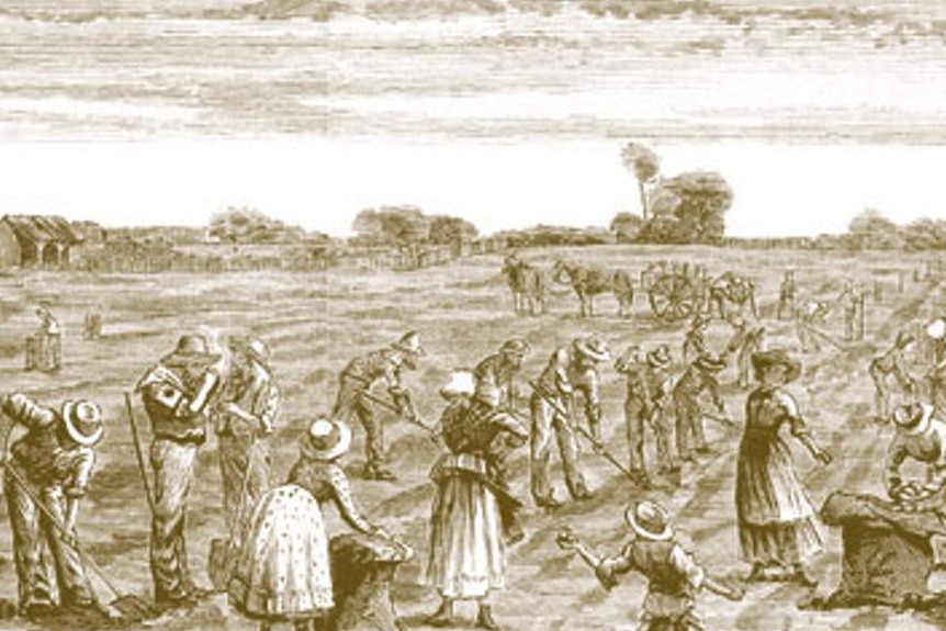 Old sketch of farmers digging up potatoes