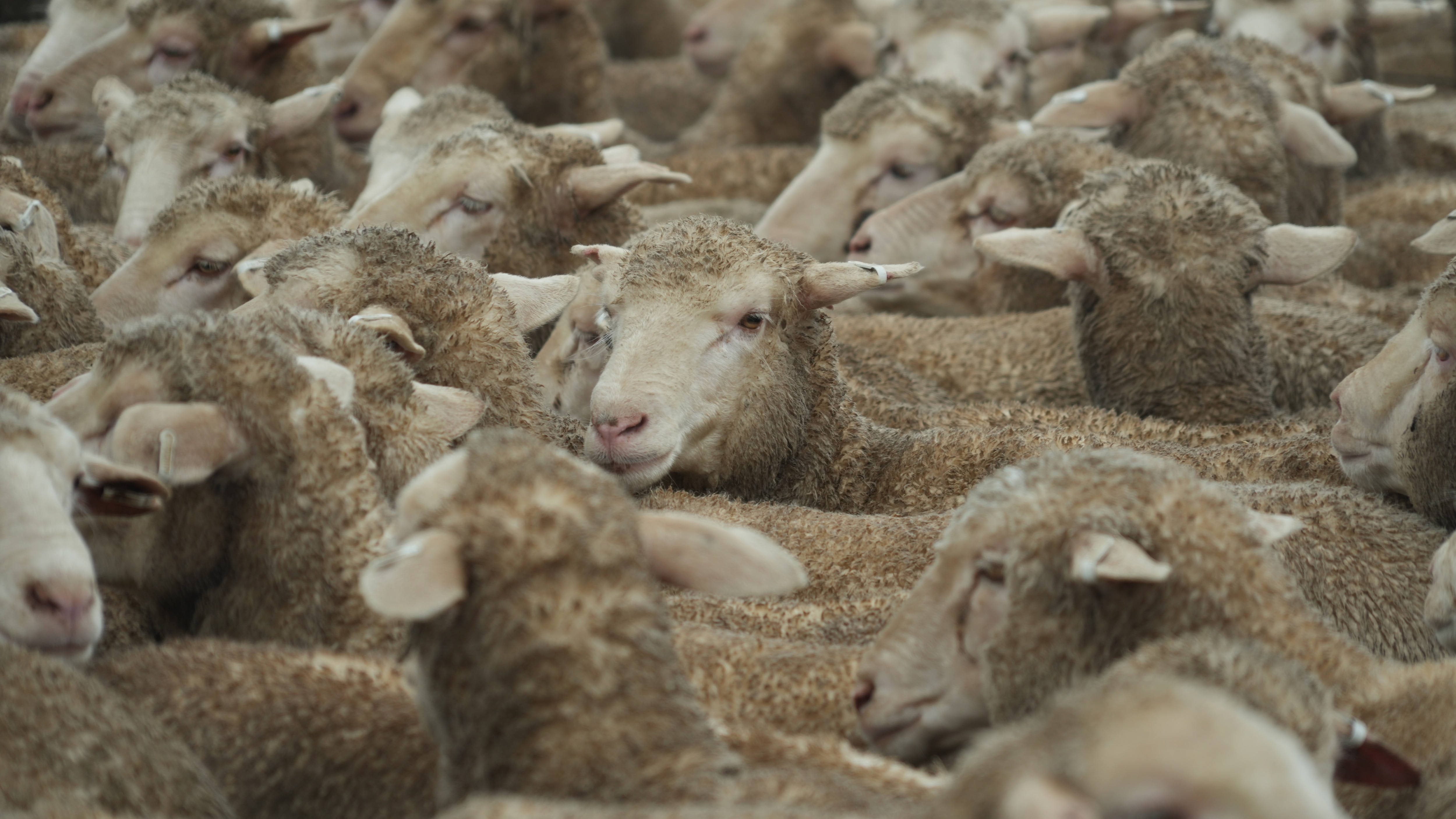 A merino sheep looking at the camera amongst a mob of sheep