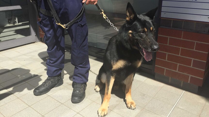 The police dog attached to the Oxley Local Area Command.