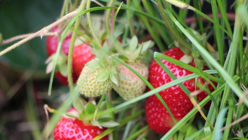 Six strawberries on a bush ready to be picked