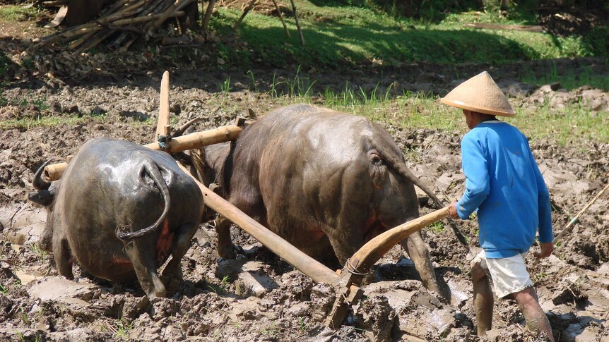 Buffalo works the rice paddy, central Java