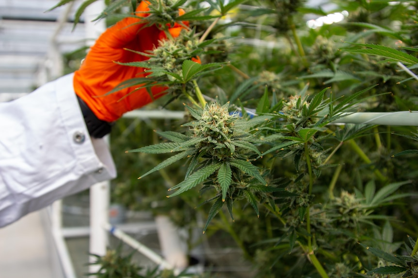 A hand with a white sleeve and an orange glove holds a cannabis plant located inside a enclosed facility. 