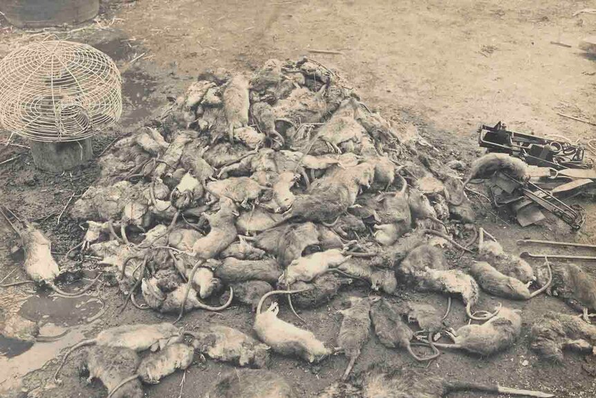 A sepia-toned image of a pile of dead rats on the ground